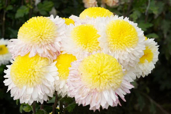 Yellow-white chrysanthemums. — Stock Photo, Image