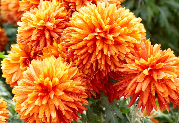 Röd-gul orange krysantemum. — Stockfoto