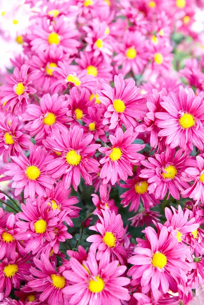 Field of pink chrysanthemums. — Stock Photo, Image