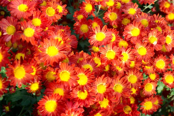 Feld der rot-gelben Chrysanthemen. — Stockfoto
