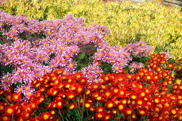 Field of different colors chrysanthemums. — Stock Photo, Image