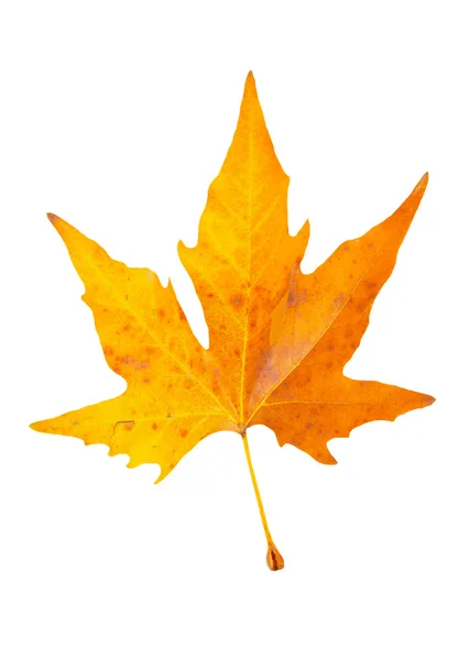 Помаранчевий осінній кленовий лист ізольований на білому . — стокове фото