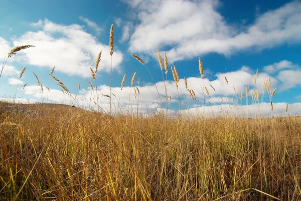 Жовта пір'яна трава з блакитним небом . — стокове фото