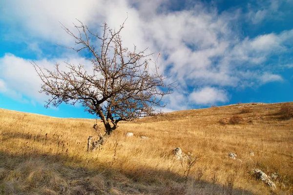 Landschap met boom en blauwe hemel. — Stockfoto