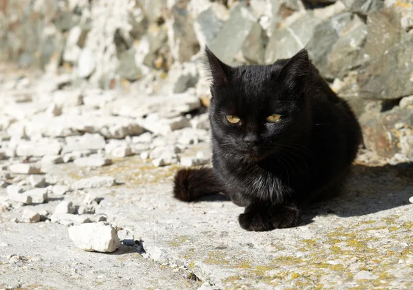 Black cat sitting on the ground. — Stock Photo, Image
