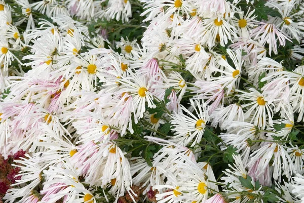 Field of white chrysanthemums. — Stock Photo, Image