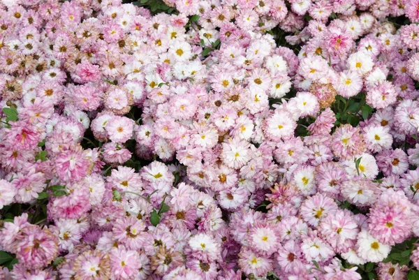 甘いピンクの菊. — ストック写真