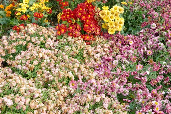 Campo de diferentes colores crisantemos . — Foto de Stock