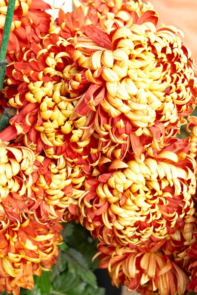 Rood-geel oranje chrysanten. — Stockfoto