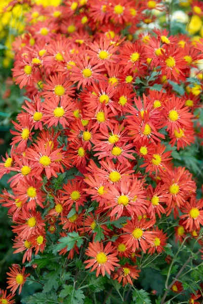 Field of red-yellow and orange chrysanthemums. — Stock Photo, Image