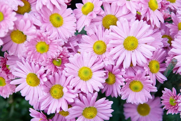 Sweet pink chrysanthemums. — Stock Photo, Image