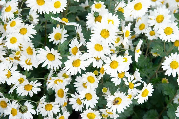Field of yellow-white chrysanthemums. — Stock Photo, Image