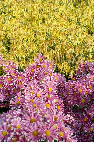 Field of two colors chrysanthemums. — Stock Photo, Image