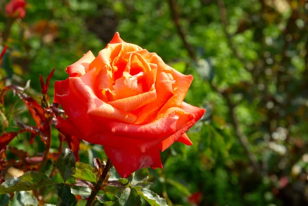 stock image Red rose