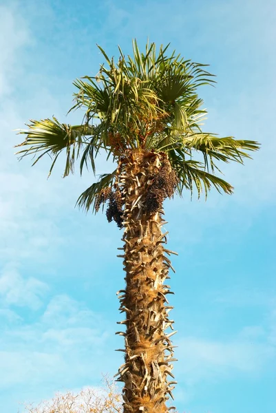 Пальма. — стоковое фото