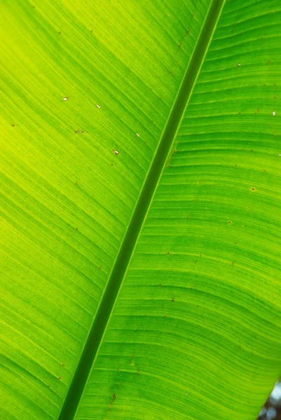 Зеленый банановый лист можно использовать в качестве подложки . — стоковое фото