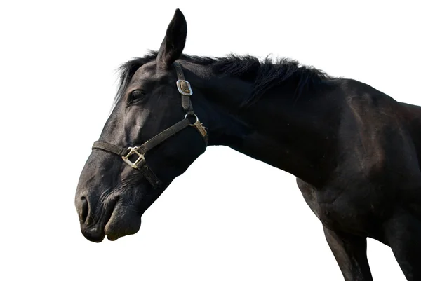 Zwarte paard geïsoleerd op wit. — Stockfoto