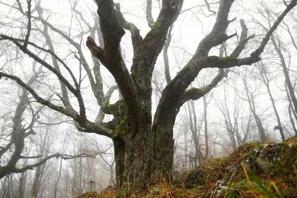 Großer Herbstbaum im nebligen Wald. — Stockfoto