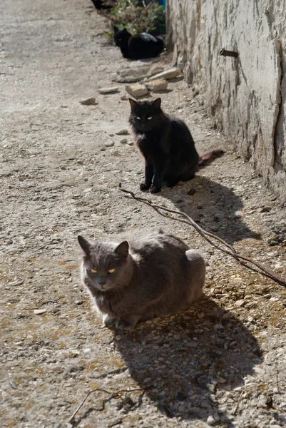 Gray and black cats sitting on the ground. — Stock Photo, Image