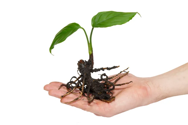 Jovem planta verde na mão isolado em branco . — Fotografia de Stock