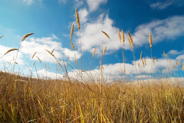 Yellow feather grass with blue sky. — Stock Photo, Image