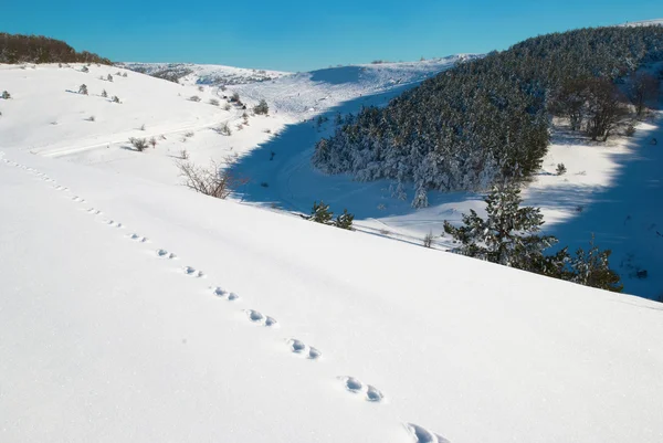 Ayak izleri, kar ve kış. — Stok fotoğraf
