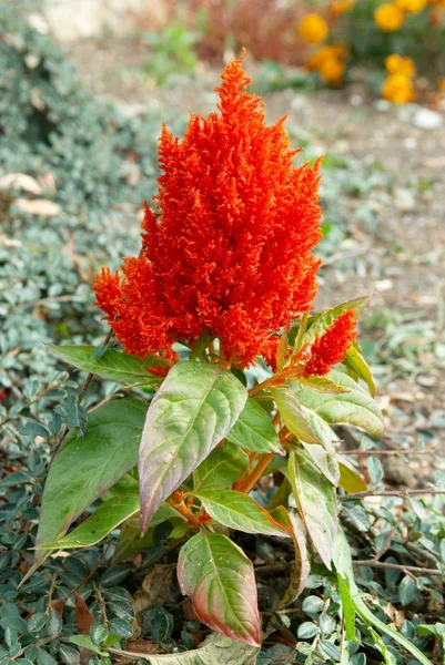 Červená květina v zahradě. — Stock fotografie