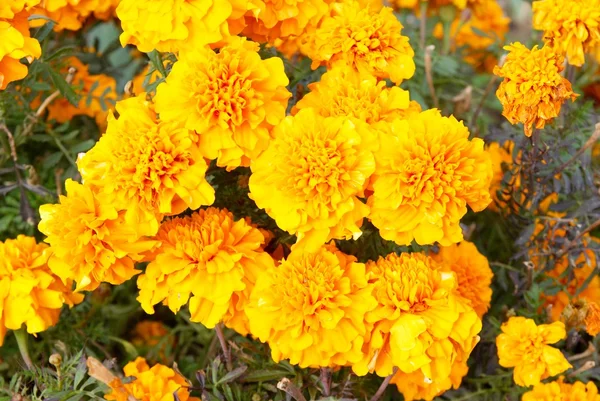 stock image Field of yellow chrysanthemums.