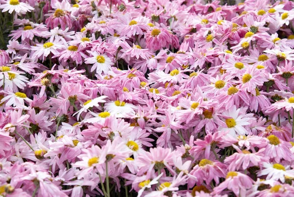 Sladká růžová chryzantémy. — Stock fotografie