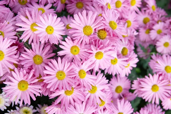 Sweet pink chrysanthemums. — Stock Photo, Image