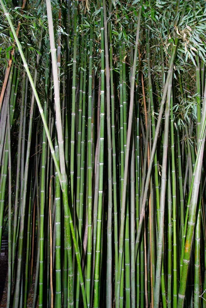 Zöld zen bambusz. — Stock Fotó