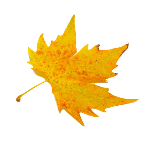 Orange Herbst-Ahornblatt isoliert auf weiß. — Stockfoto