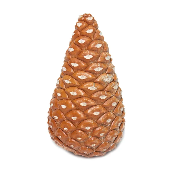 Brown fir cone isolated on white. Stock Image