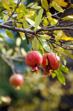 Ripe colorful pomegranate fruit on tree branch clipart