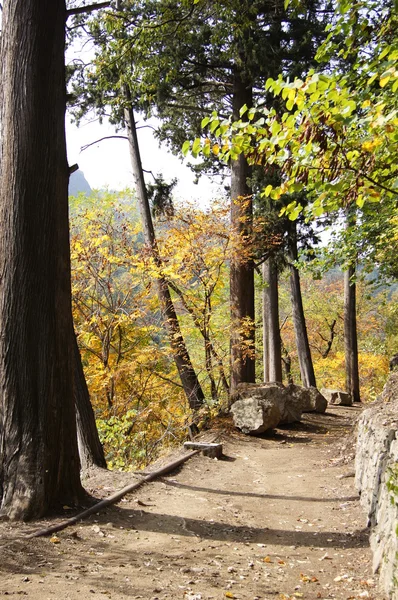 Осенний пейзаж: дорога в ботаническом саду Тбилиси — стоковое фото
