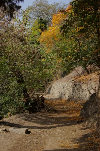 Jesienny krajobraz: droga w ogrodzie botanicznym Tbilisi — Zdjęcie stockowe