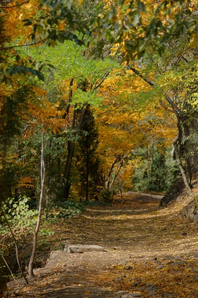 Φθινοπωρινό τοπίο: δρόμος στον βοτανικό κήπο της Τιφλίδας — Φωτογραφία Αρχείου