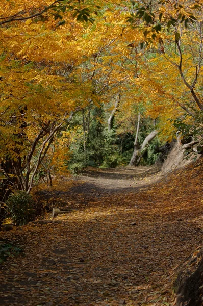 Herbstlandschaft: Straße im Botanischen Garten von Tiflis — Stockfoto