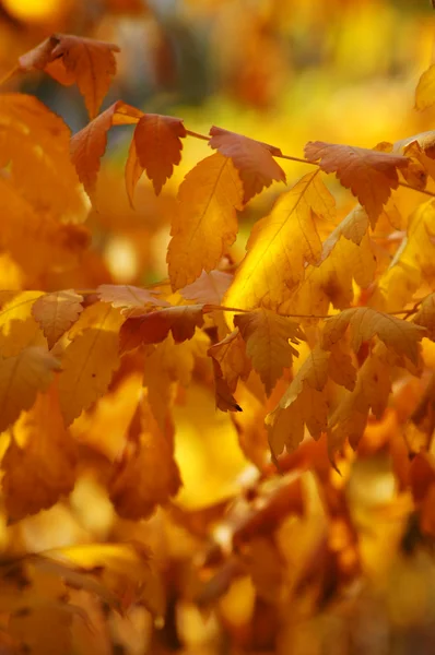 Automne : belles feuilles d'érable jaunes — Photo