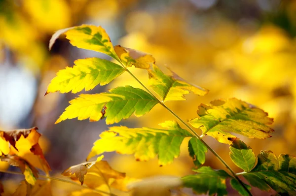 Automne : belles feuilles d'érable jaunes — Photo