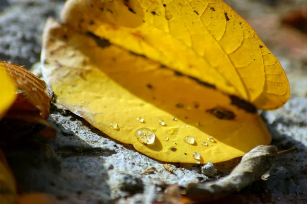 Czas jesieni: żółty piękny klon liści — Zdjęcie stockowe