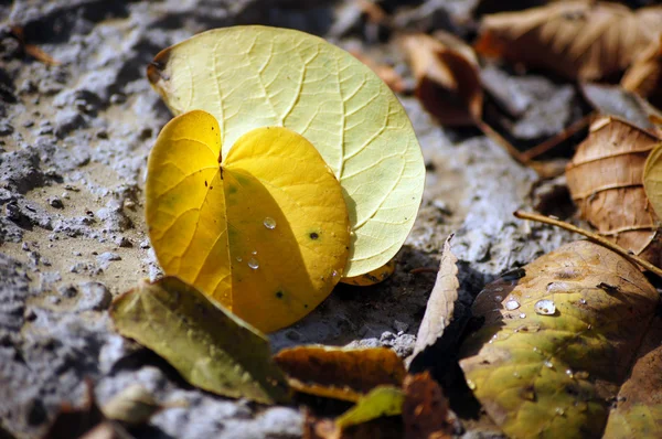 Herbstzeit: schöne gelbe Ahornblätter — Stockfoto