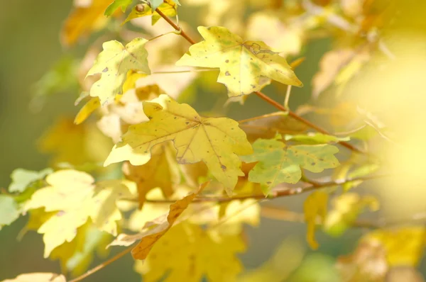 Autumn time: yellow beautiful maple leaves — Stock Photo, Image