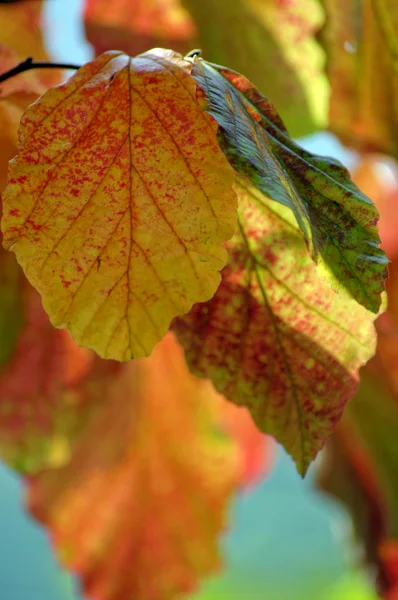 Höstens tid: gul vacker lönn löv — Stockfoto
