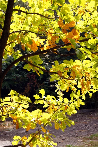 Hora de outono: amarelo belas folhas de bordo — Fotografia de Stock