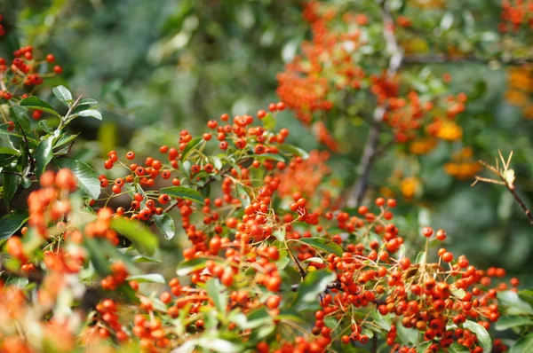 Rowan ágak borított gyönyörű piros bogyós gyümölcsök — Stock Fotó