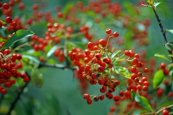 Rowan větve pokryté krásné červené bobule — Stock fotografie