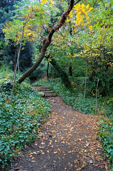शरद ऋतू लँडस्केप: टिबिलिसी वनस्पती बाग रस्ता — स्टॉक फोटो, इमेज