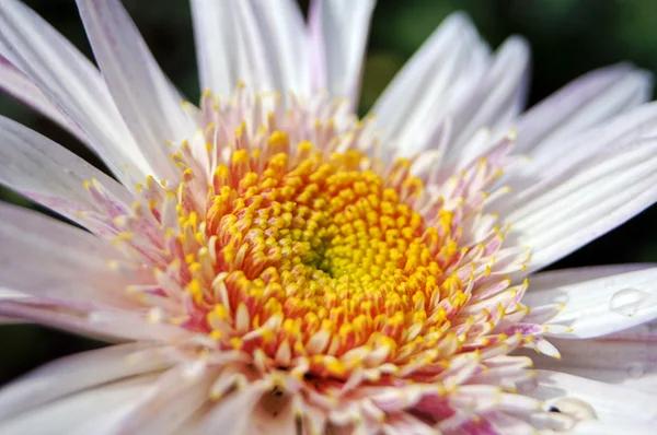 stock image Autumn flowers