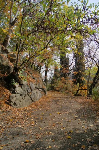 Podzimní krajina: cesta v botanické zahradě Tbilisi — Stock fotografie